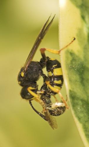 Réf. 9 924 : Cerceris rybyensis
