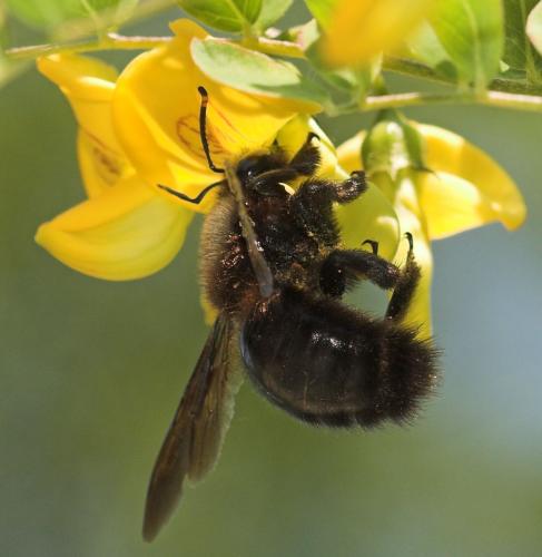 Réf. 9 965 : Xylocopa violacea