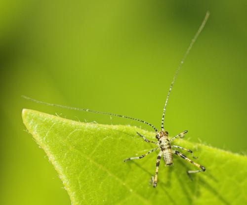 Réf. 9 961 : Phaneroptera sp.
