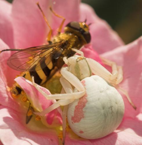 Misumena vatia