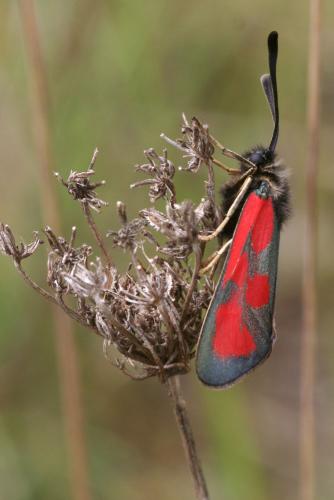 Zygaena loti