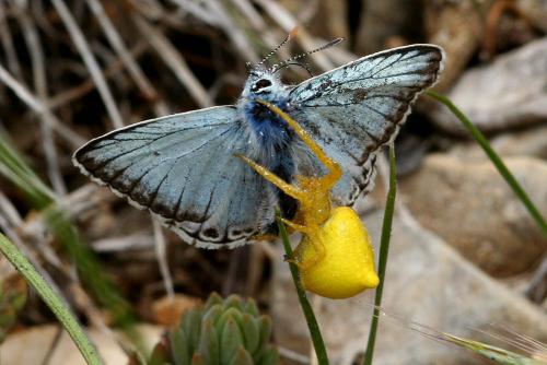 Polyommatus hispana