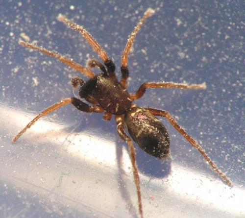 Micaria sp.
