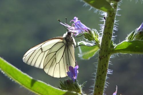 Aporia crataegi