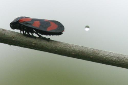Cercopis vulnerata