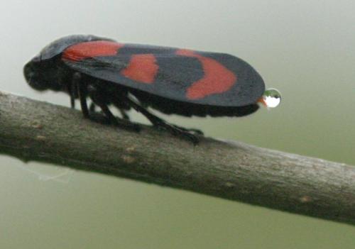 Cercopis vulnerata