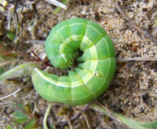 Réf. 9 406 : Aporophyla lueneburgensis