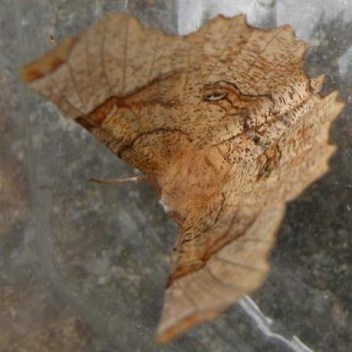 Réf. 9 293 : Selenia lunularia