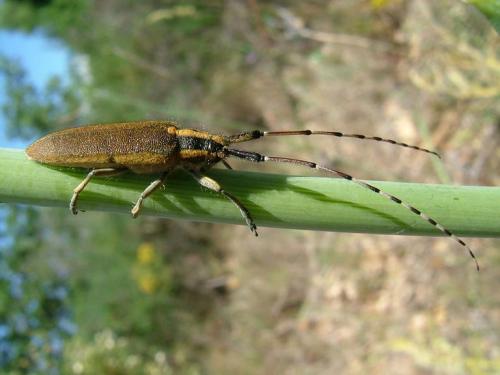 Agapanthia asphodeli
