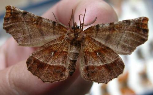 Réf. 9 294 : Selenia sp.