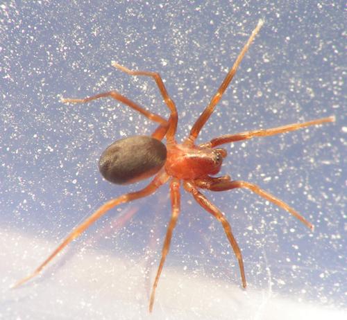 Réf. 9 090 : Zodarion sp.