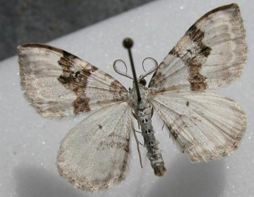Réf. 9 837 : Xanthorhoe montanata
