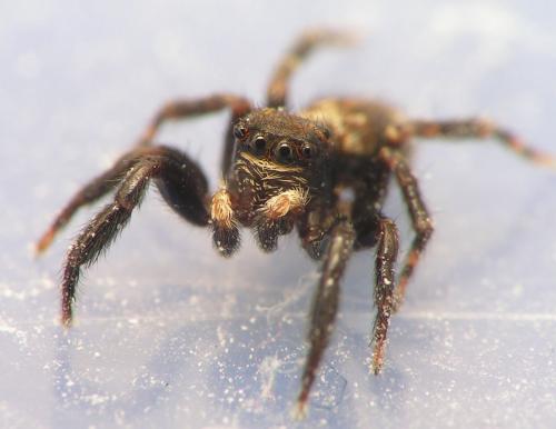 Pseudeuophrys erratica