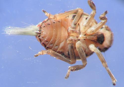 Réf. 9 300 : Issus sp.