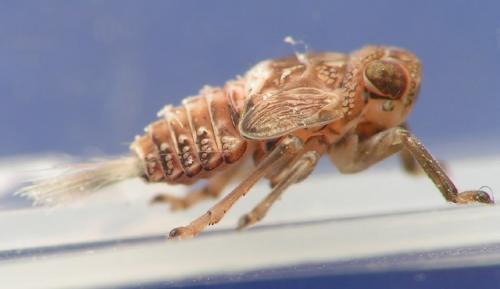 Réf. 9 301 : Issus sp.