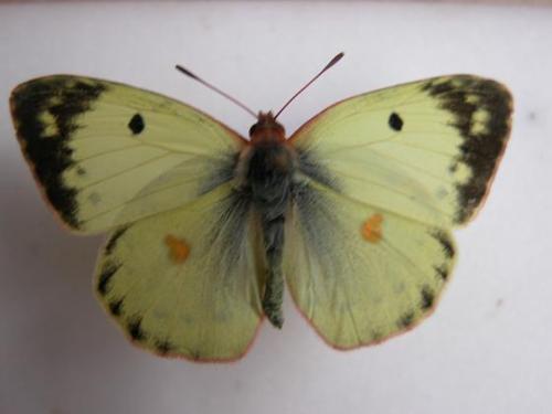 Colias alfacariensis