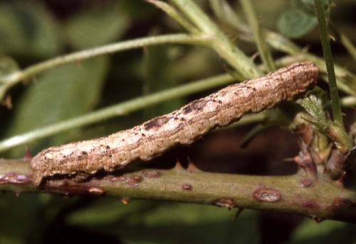 Réf. 9 502 : Alcis repandata