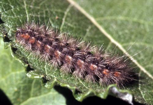 Réf. 9 490 : Diaphora sordida