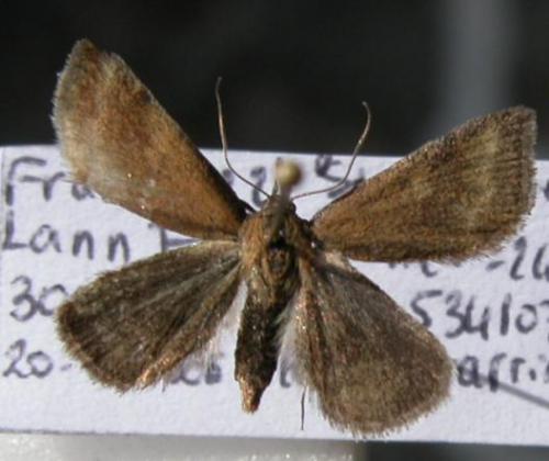 Réf. 9 617 : Phytometra viridaria