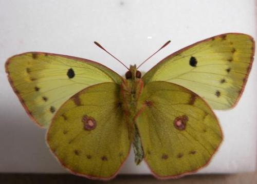 Colias alfacariensis