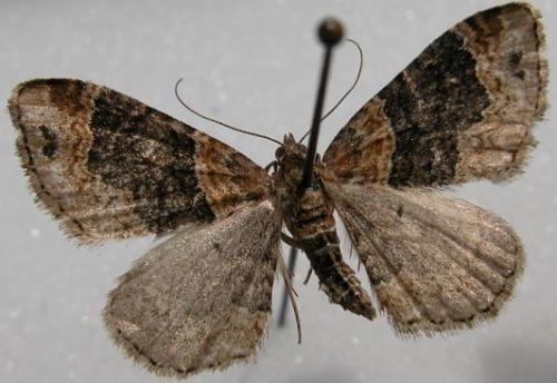 Réf. 9 762 : Xanthorhoe ferrugata