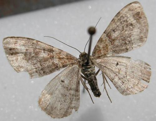 Réf. 9 760 : Xanthorhoe sp.
