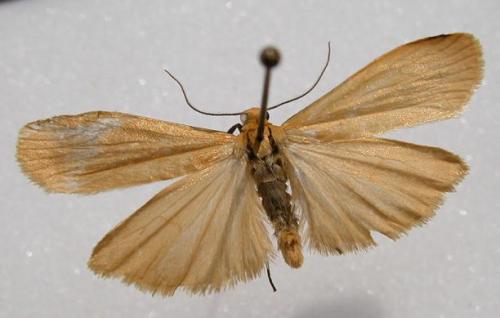 Réf. 9 759 : Eilema sororcula