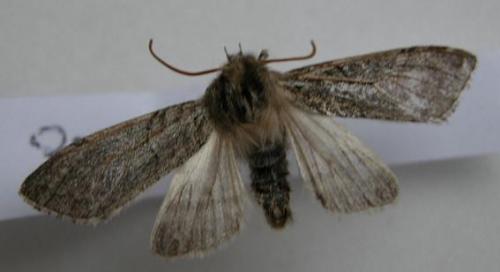 Achlya flavicornis