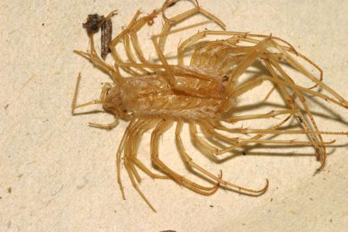 Scutigera coleoptrata