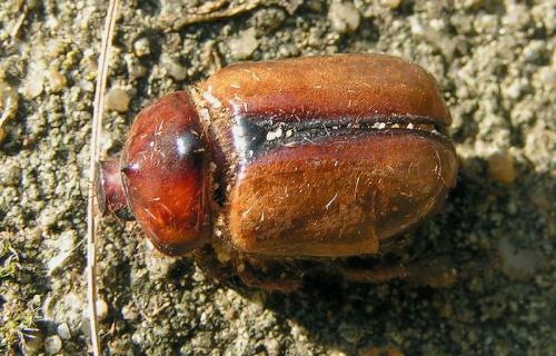 Calicnemis obesa
