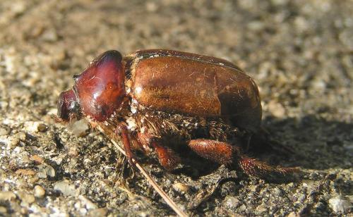 Calicnemis obesa