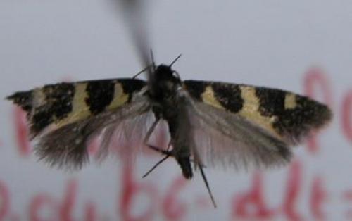 Denisia augustella