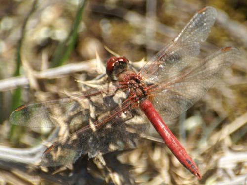 Réf. 9 953 : Sympetrum sp.