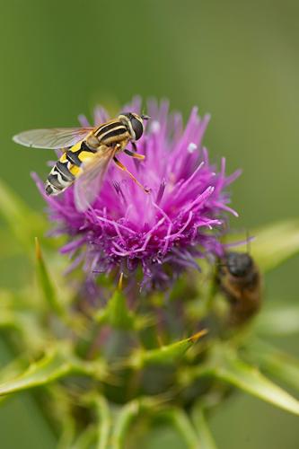 Helophilus trivittatus