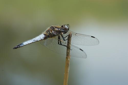 Libellula fulva