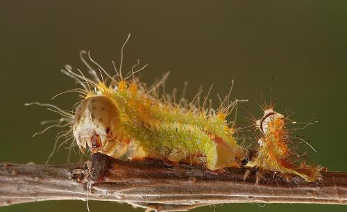 Réf. 9 253 : Antheraea pernyi
