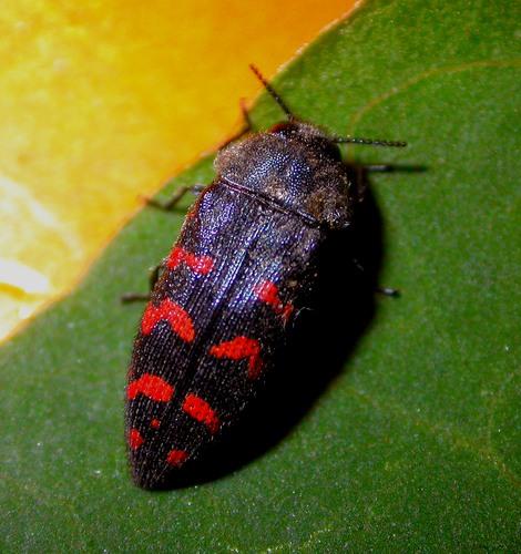 Réf. 9 574 : Acmaeodera pulchra