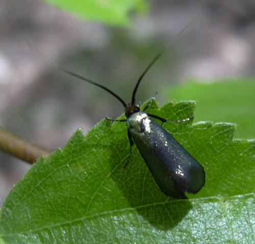 Adela reaumurella