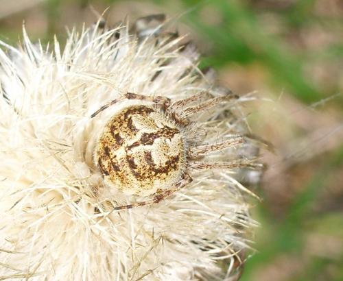 Agalenatea redii