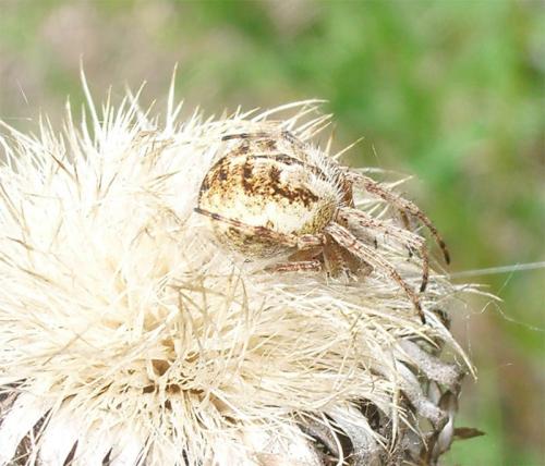 Agalenatea redii