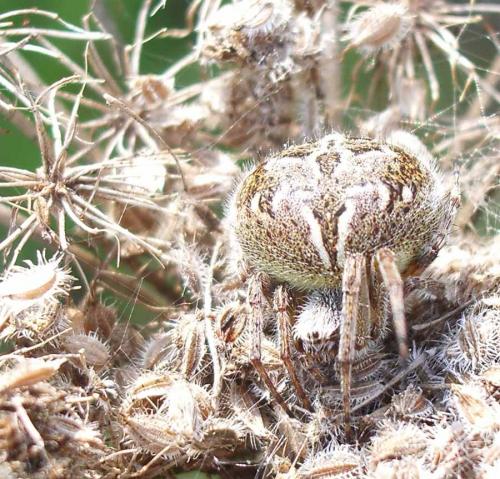 Agalenatea redii