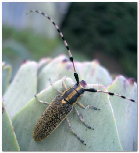 Agapanthia dahli