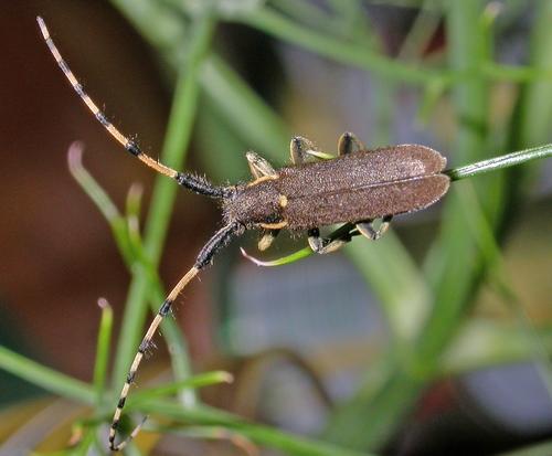 Réf. 9 436 : Agapanthia annularis