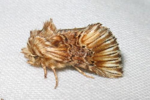 Réf. 9 022 : Amephana anarrhini