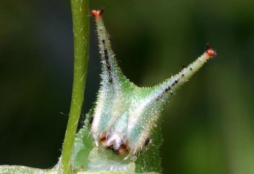 Apatura ilia