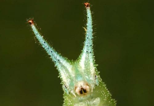Apatura iris