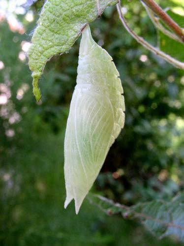 Apatura iris