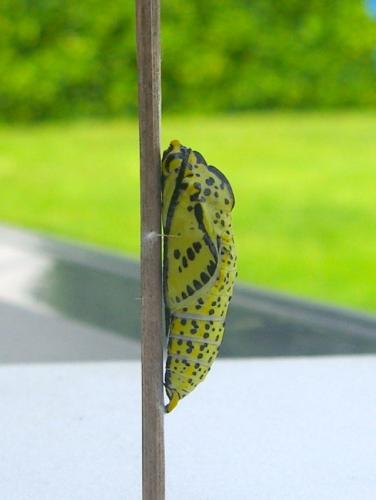 Aporia crataegi