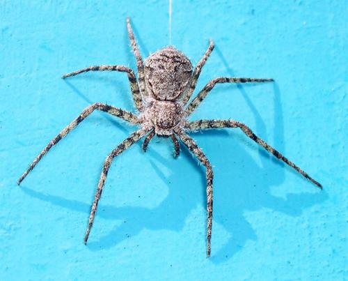 Réf. 9 224 : Philodromus sp.