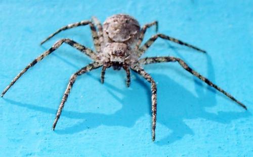 Philodromus sp.